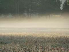 Licherscheinung im Morgennebel